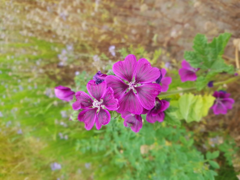 GRANDE MAUVE. Jardin de Noë. BRUNO GODET